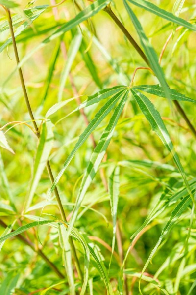 Acer palmatum 'Koto-no-ito' busk 125-150 cm