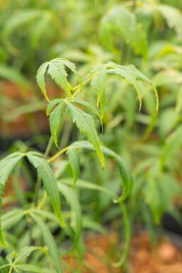 Acer palmatum 'Koto-no-ito' busk 125-150 cm
