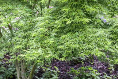 Acer palmatum 'Koto-no-ito' busk 125-150 cm