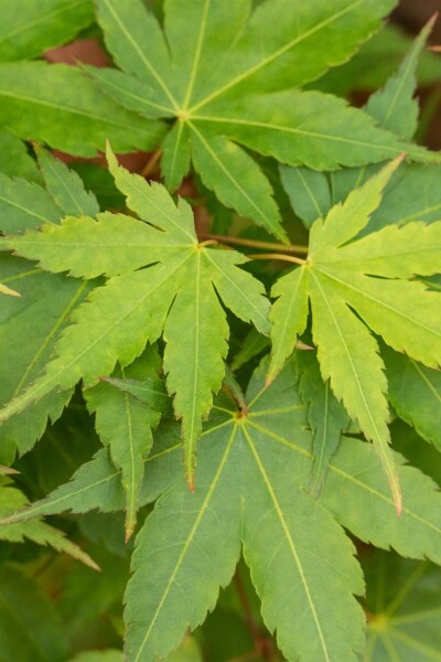 Acer palmatum 'Little Princess' busk 40-60 cm