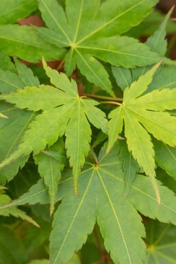 Intet billede tilgængeligt