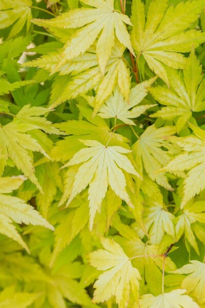 Acer palmatum 'Orange Dream' busk 60-80 cm