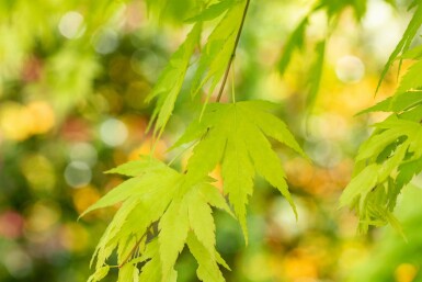 Acer palmatum 'Orange Dream' busk 60-80 cm