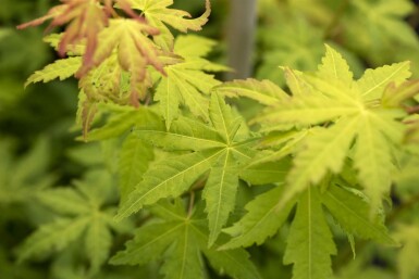 Acer palmatum 'Orange Dream' busk 60-80 cm
