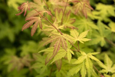 Acer palmatum 'Orange Dream' busk 80-100 cm