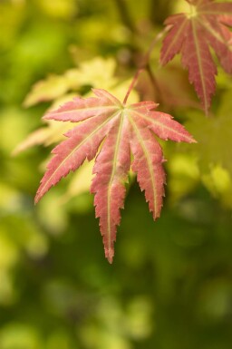 Acer palmatum 'Orange Dream' busk 100-125 cm
