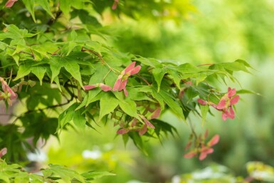 Acer palmatum 'Osakazuki' busk 125-150 cm