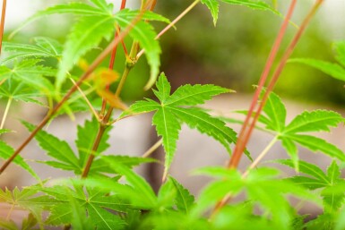 Acer palmatum 'Phoenix' busk 80-100 cm