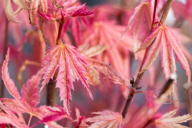 Acer palmatum 'Phoenix' busk 80-100 cm