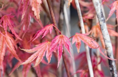 Acer palmatum 'Phoenix' busk 80-100 cm