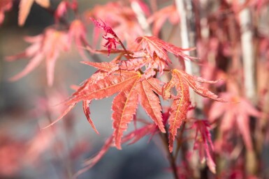 Acer palmatum 'Phoenix' busk 80-100 cm