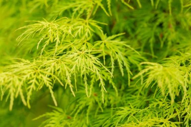 Acer palmatum 'Seiryu' busk 160-180 cm