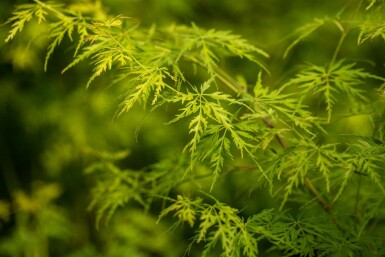 Acer palmatum 'Seiryu' busk 160-180 cm