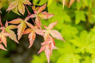 Acer palmatum 'Summer Gold' busk 80-100 cm