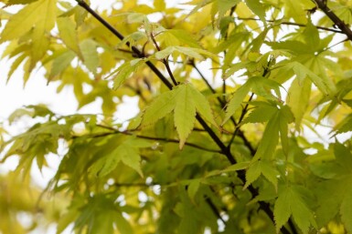 Acer palmatum 'Summer Gold' busk 80-100 cm