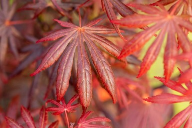 Acer palmatum 'Trompenburg' busk 40-60 cm