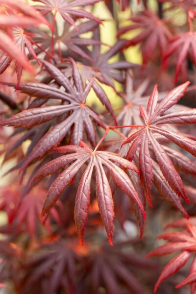 Acer palmatum 'Trompenburg' busk 100-125 cm
