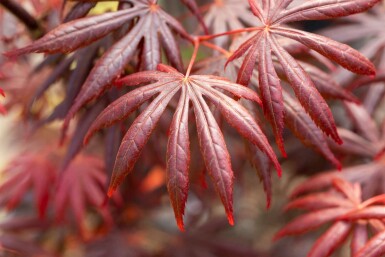 Acer palmatum 'Trompenburg' busk 100-125 cm