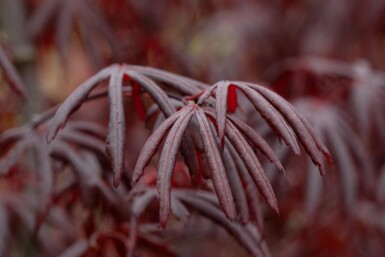 Acer palmatum 'Trompenburg' busk 100-125 cm