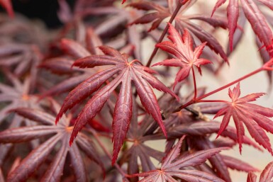 Acer palmatum 'Trompenburg' busk 150-175 cm
