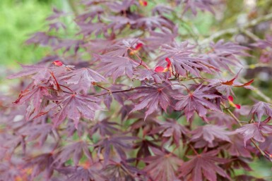 Acer palmatum 'Trompenburg' busk 175-200 cm