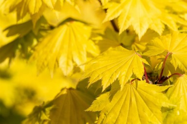 Acer shirasawanum 'Aureum' busk 60-80 cm