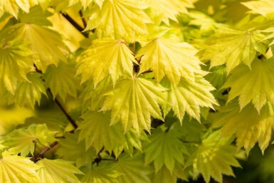 Acer shirasawanum 'Aureum' busk 60-80 cm