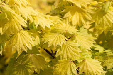 Acer shirasawanum 'Aureum' busk 60-80 cm