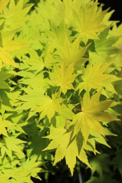 Acer shirasawanum 'Jordan' busk 50-60 cm
