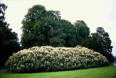Aesculus parviflora busk 60-80 cm