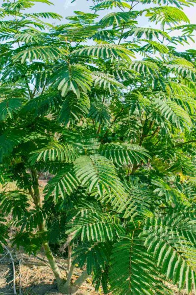 Albizia julibrissin busk 150-175 cm