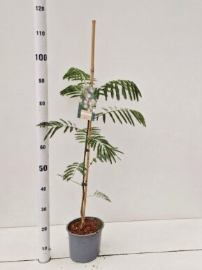 Albizia julibrissin opbundet 60-80 cm