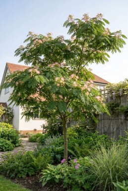 Albizia julibrissin opbundet 60-80 cm