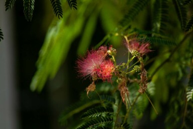 Albizia julibrissin 'Ombrella' busk 150-175 cm