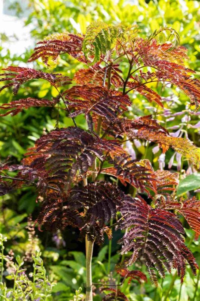 Albizia julibrissin 'Summer Chocolate' busk 30-40 cm
