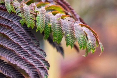 Albizia julibrissin 'Summer Chocolate' busk 60-80 cm