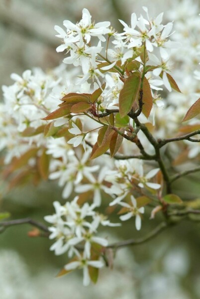 Amelanchier lamarckii busk 100-125 cm