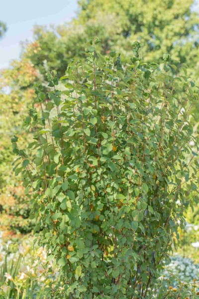 Amelanchier alnifolia 'Obelisk' busk 40-50 cm