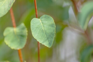Amelanchier alnifolia 'Obelisk' busk 40-50 cm