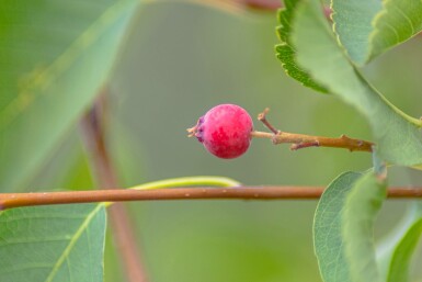 Amelanchier alnifolia 'Obelisk' busk 40-50 cm