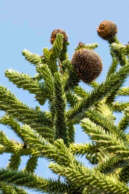 Araucaria araucana busk 60-70 cm