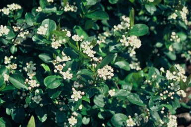 Aronia melanocarpa busk 40-60 cm