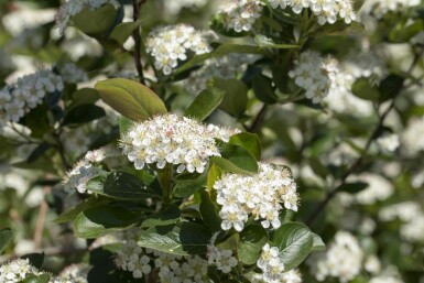 Aronia prunifolia 'Viking' busk 20-25 cm