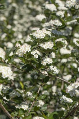 Aronia prunifolia 'Viking' busk 20-25 cm