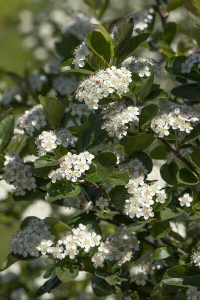 Aronia prunifolia 'Viking' busk 60-80 cm