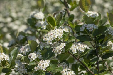 Aronia prunifolia 'Viking' busk 60-80 cm