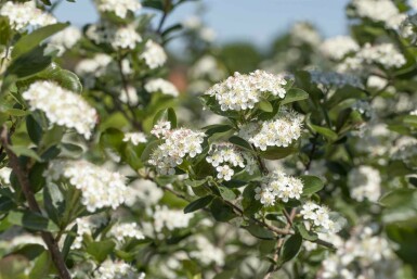 Aronia prunifolia 'Viking' busk 80-100 cm