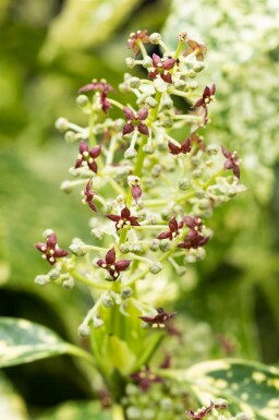 Aucuba japonica 'Crotonifolia' busk 60-80 cm