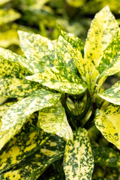 Aucuba japonica 'Crotonifolia' busk 80-100 cm