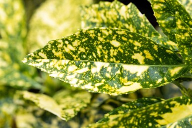 Aucuba japonica 'Crotonifolia' busk 80-100 cm